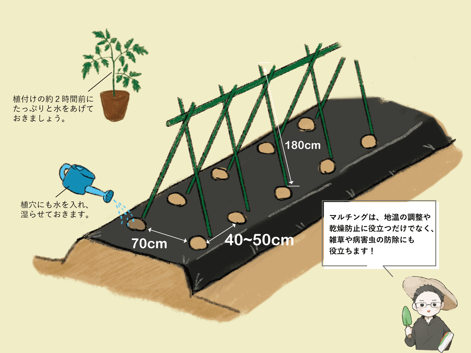 トマトの育て方 その2｜お知らせ｜TaiShoDo