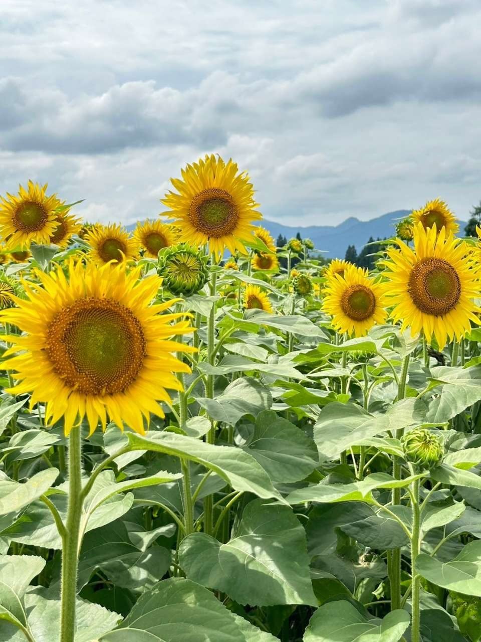 津南ひまわり広場2024 - 津南町観光協会公式サイト