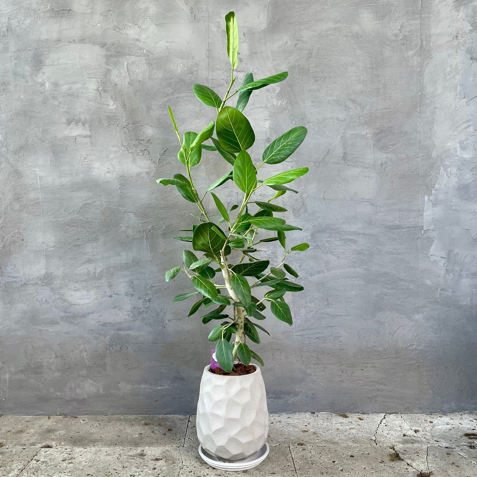 最高級樹形】フィカス ベンガレンシス 曲がり仕立て 陶器鉢 植え込み